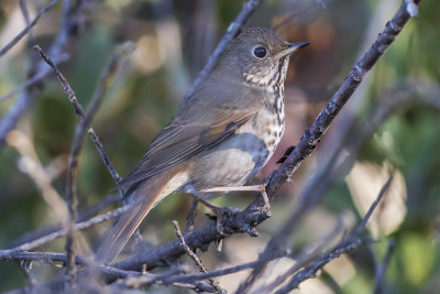 Hermit Thrush