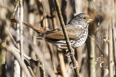 Hermit Thrush