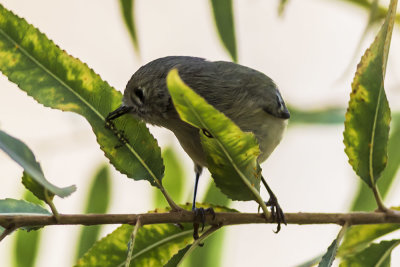 Ruby-crowned Kinglet