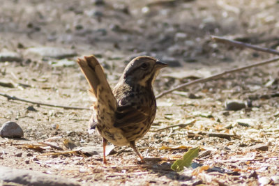 Song Sparrow