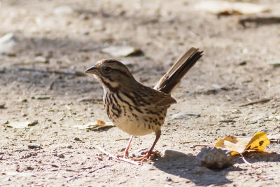 Song Sparrow