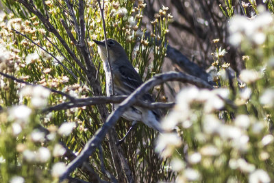 Yellow-rumped Warbler