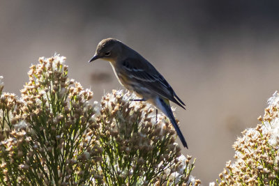 Yellow-rumped Warbler