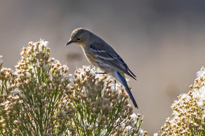 Yellow-rumped Warbler