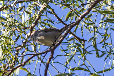 Bewick's Wren