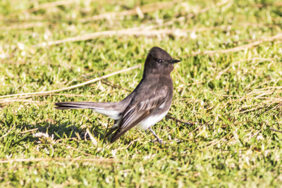 Black Phoebe