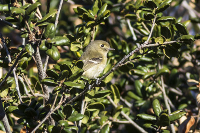 Hutton's Vireo