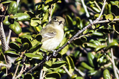 Hutton's Vireo