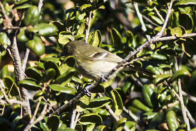Hutton's Vireo