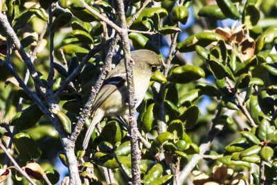 Hutton's Vireo