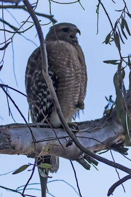 Red-shouldered Hawk