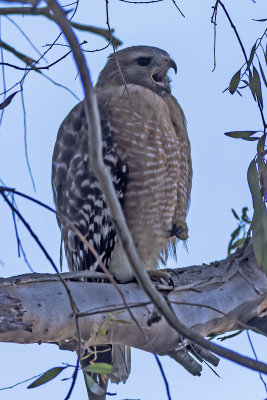Red-shouldered Hawk