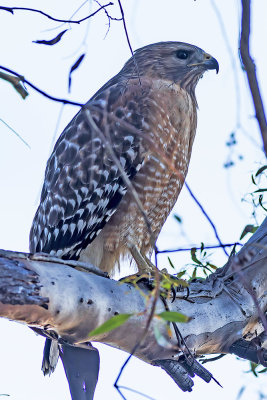 Red-shouldered Hawk