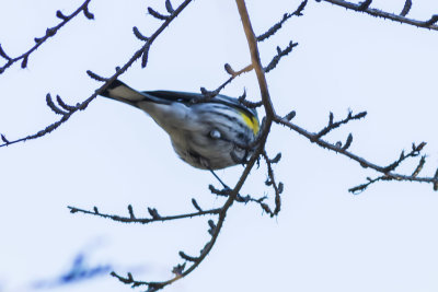 Yellow-rumped Warbler