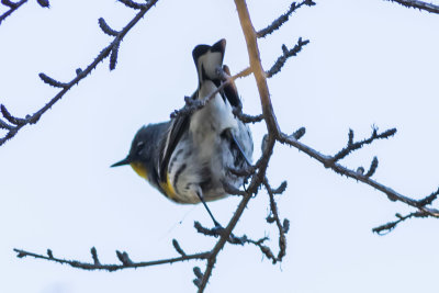 Yellow-rumped Warbler