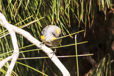 Yellow-rumped Warbler