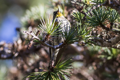 Yellow-rumped Warbler