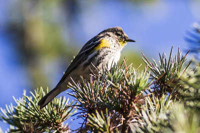 Yellow-rumped Warbler