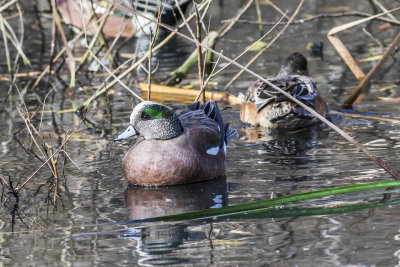 American Wigeon
