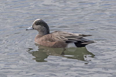American Wigeon