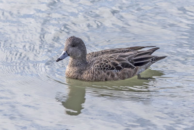 American Wigeon