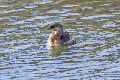 Pied-billed Grebe