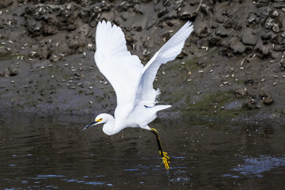 Snowy Egret