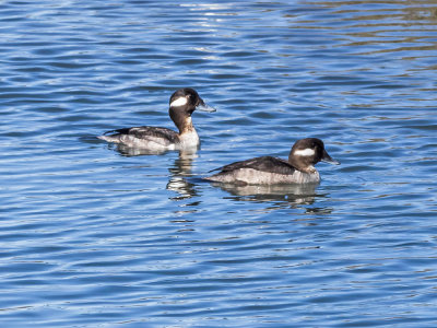 Diving Ducks