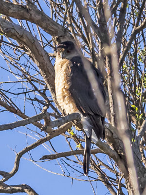 Cooper's Hawk