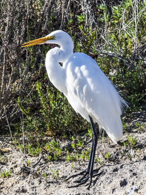 Great Egret