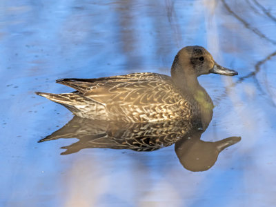 Northern Pintail