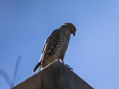 Red-shouldered Hawk