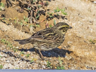 Savannah Sparrow