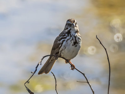 Song Sparrow