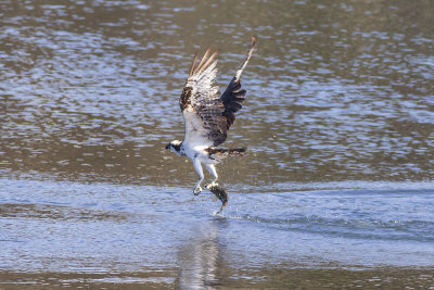 Osprey