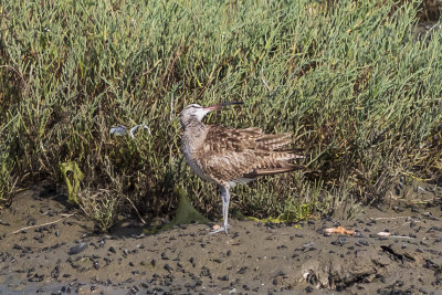 Whimbrel