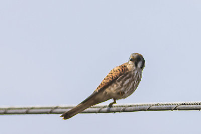 American Kestrel