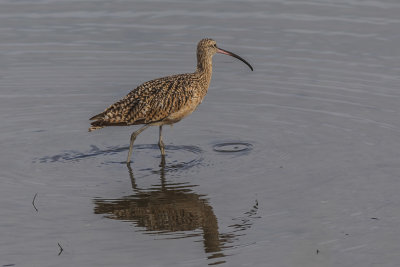 Long-billed Curlew