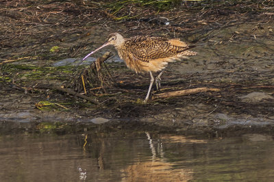 Long-billed Curlew