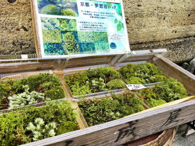 Small moss gardens