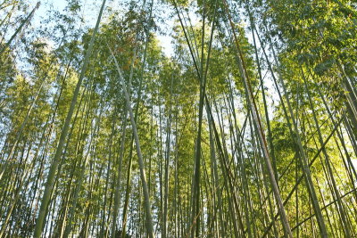 Kameyama Park