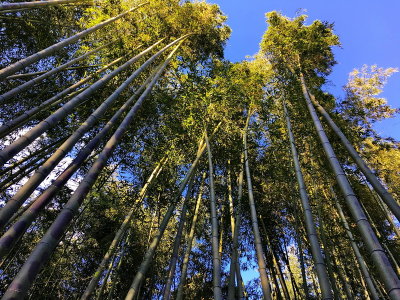 Kameyama Park