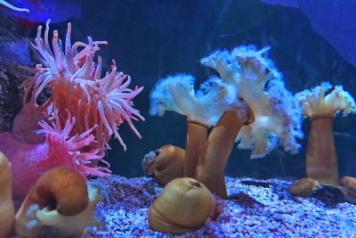 Osaka Aquarium Kaiyukan 海遊館