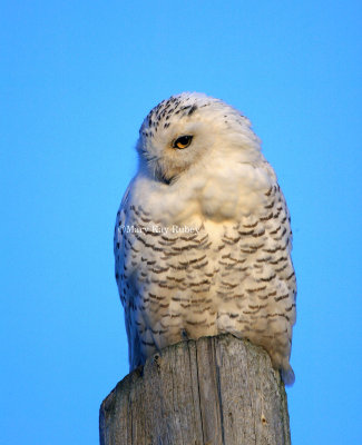 Snowy Owl 58FB9321-rl.jpg