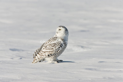 Snowy Owl _I9I9437.jpg