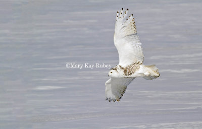 SNOWY OWLS (Buba scandiacus)