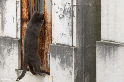 Lisbon - The cats of Prazeres cemetery 2020-03