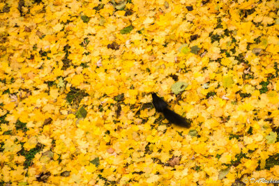 Squirrel in Autumn