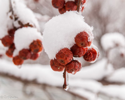 Snow on Crab Apple II