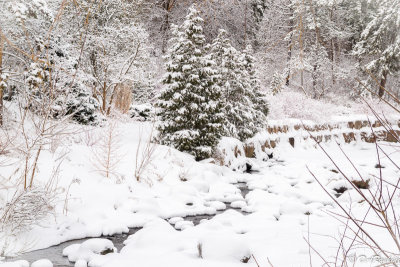 Snow Covered Pines